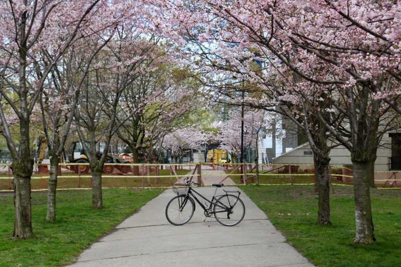 A bike with cherry blossom trees in Toronto